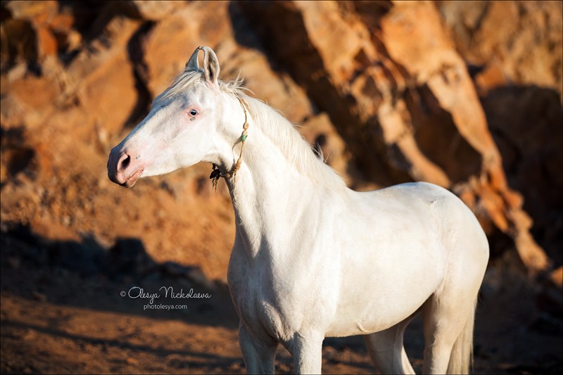 India - Marwari horses
