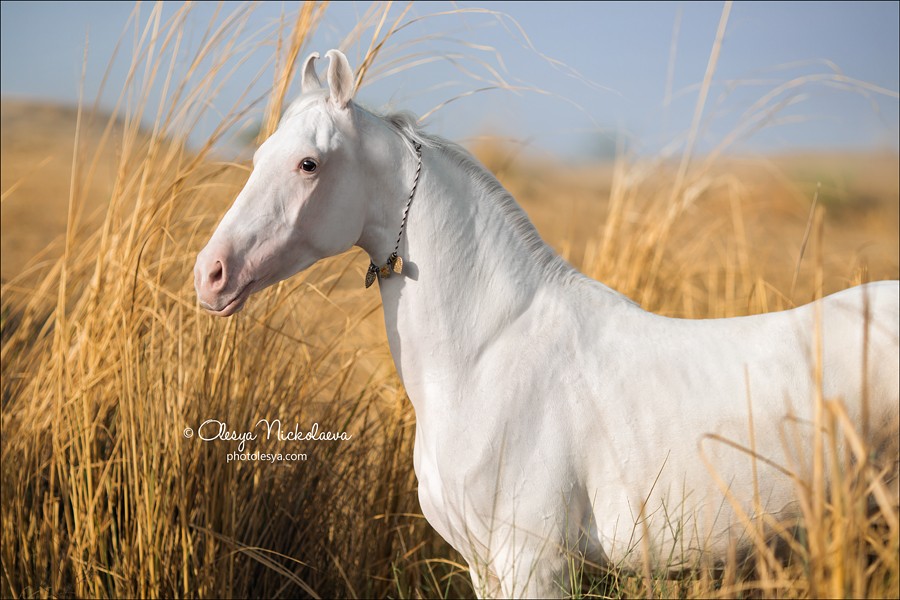 India - Marwari horses