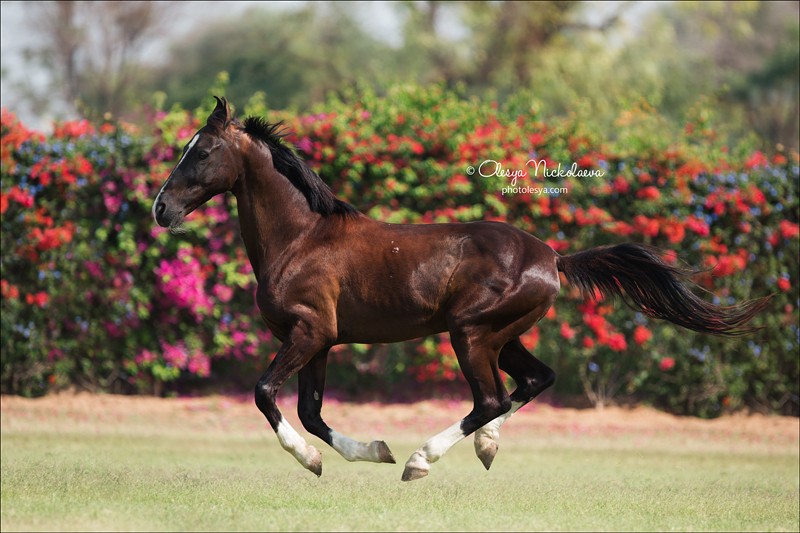 India - Marwari horses
