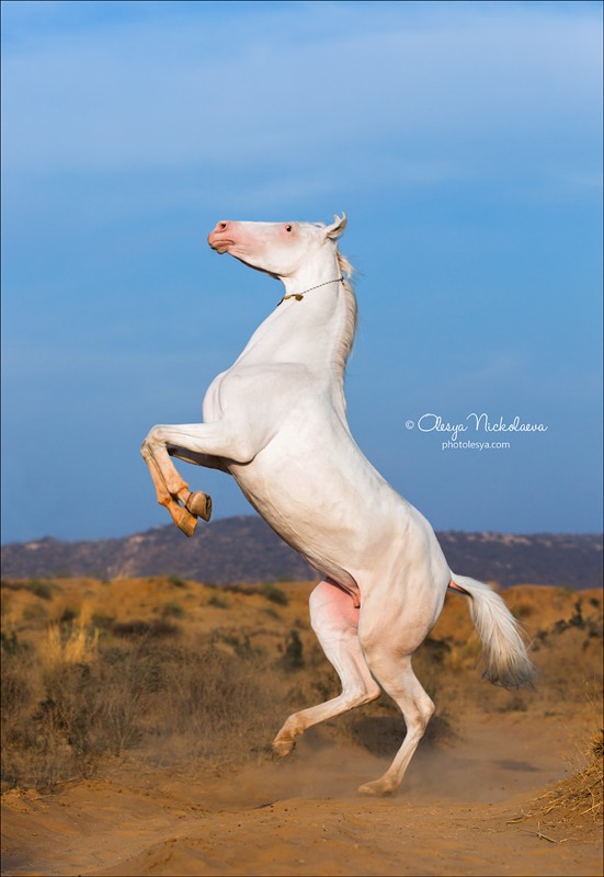 India - Marwari horses