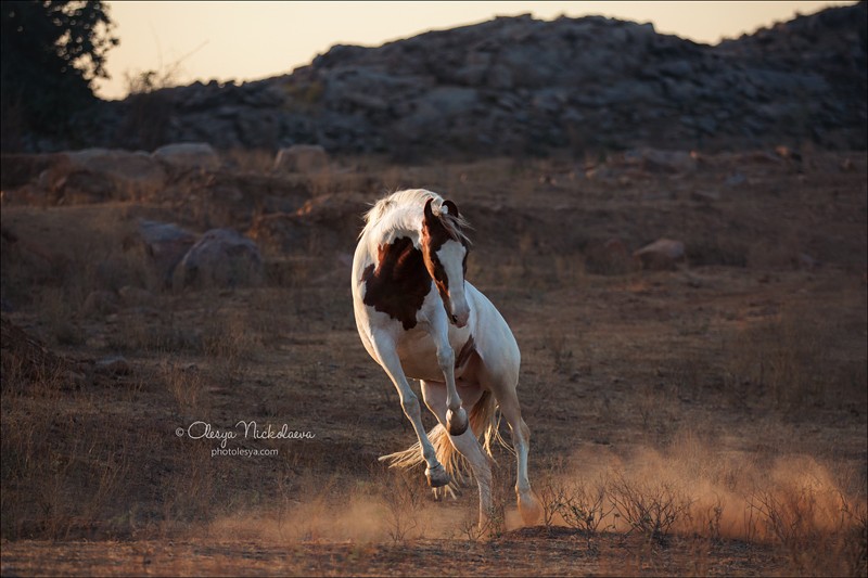 India - Marwari horses