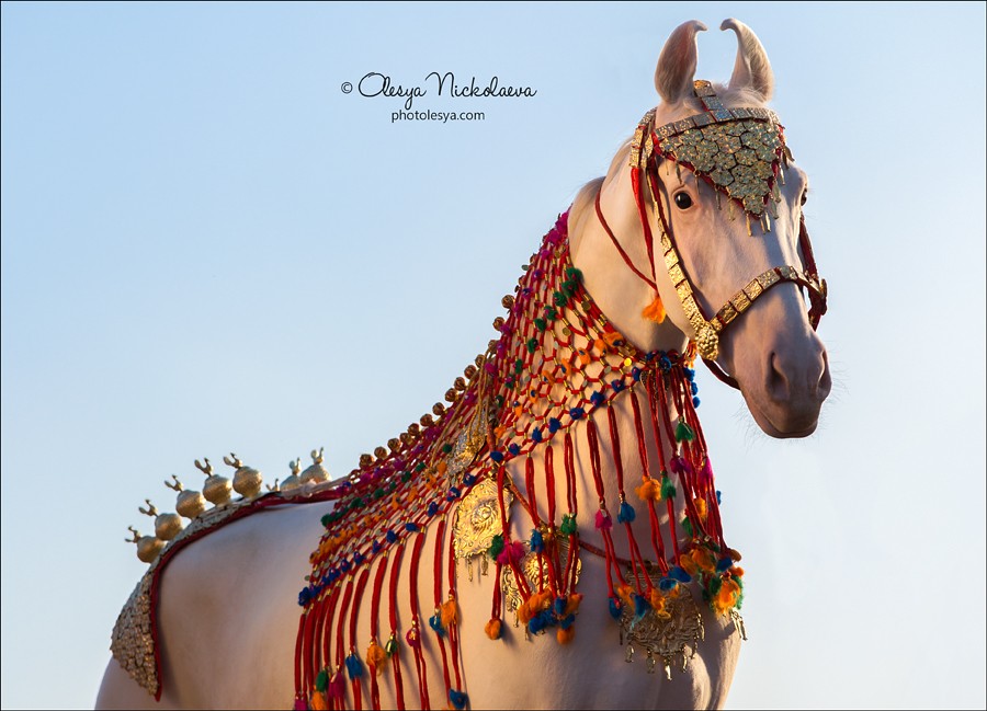 India - Marwari horses