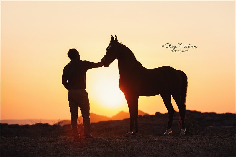 India - Marwari horses