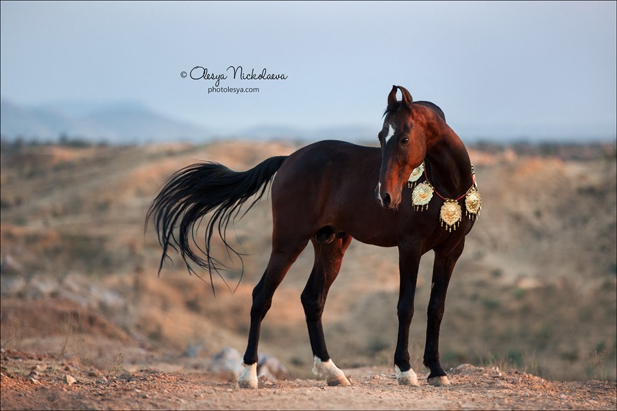 India - Marwari horses