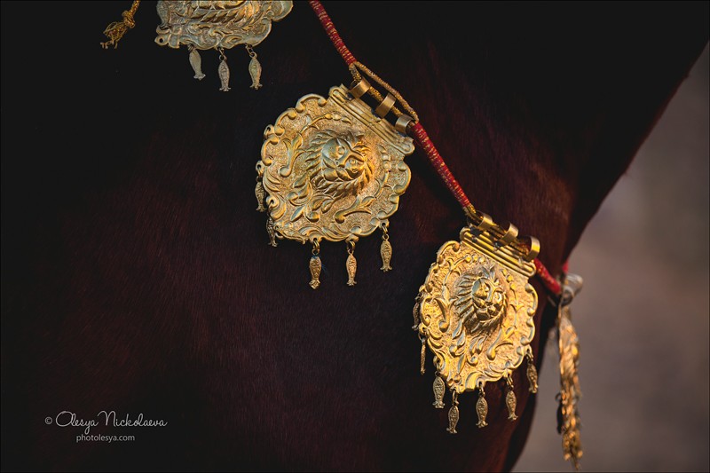 India - Marwari horses