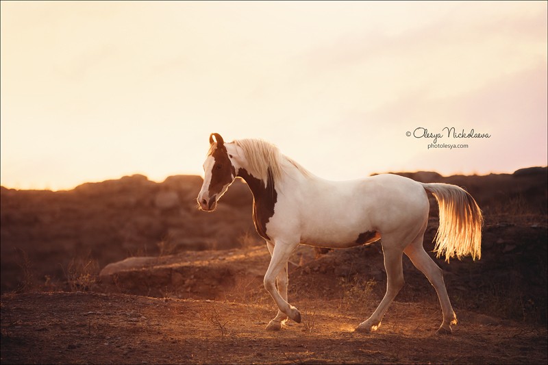 India - Marwari horses