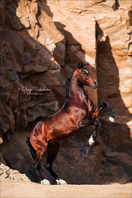 India - Marwari horses