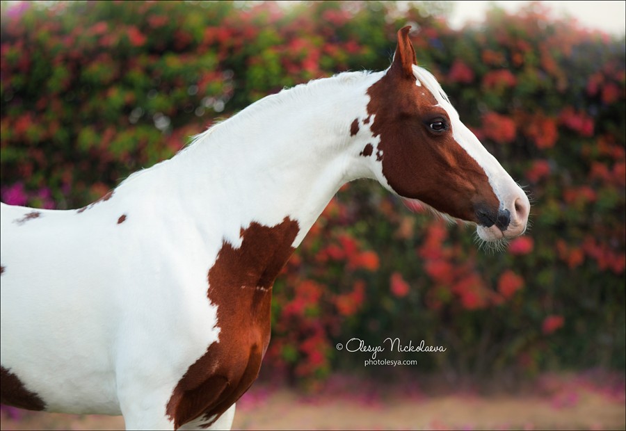 India - Marwari horses