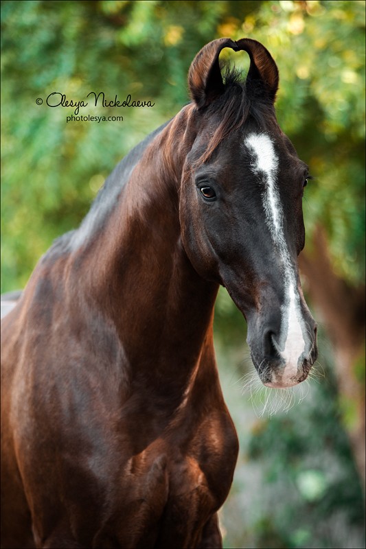India - Marwari horses
