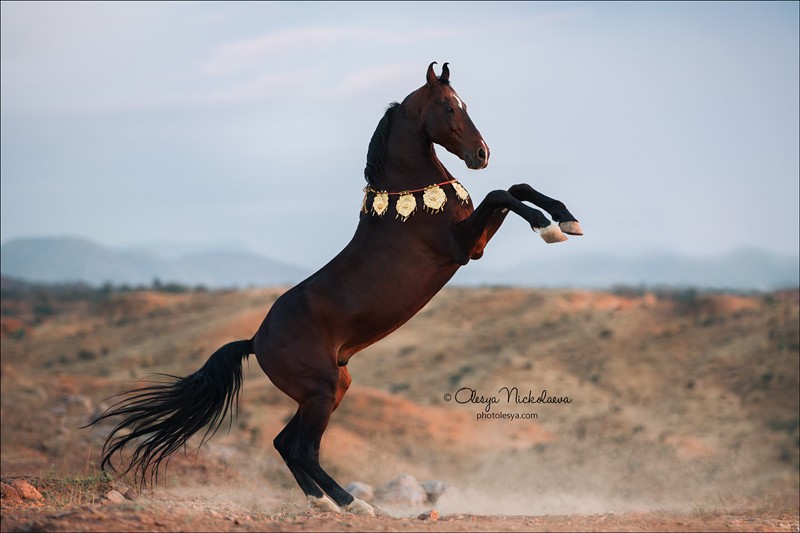 India - Marwari horses