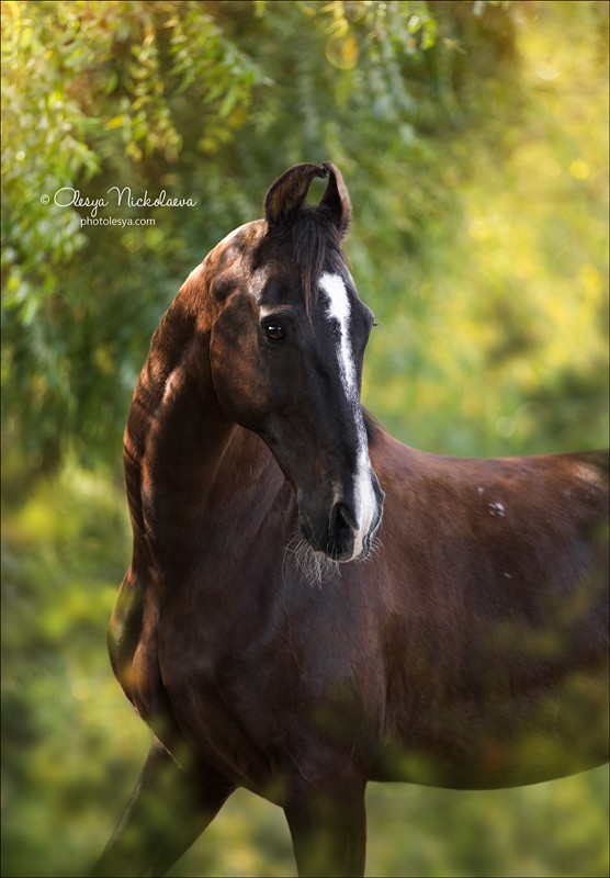 India - Marwari horses