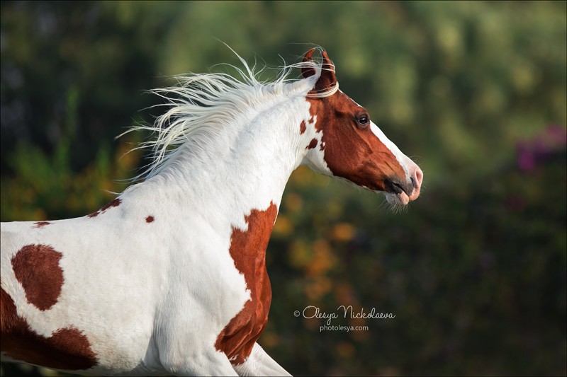 India - Marwari horses