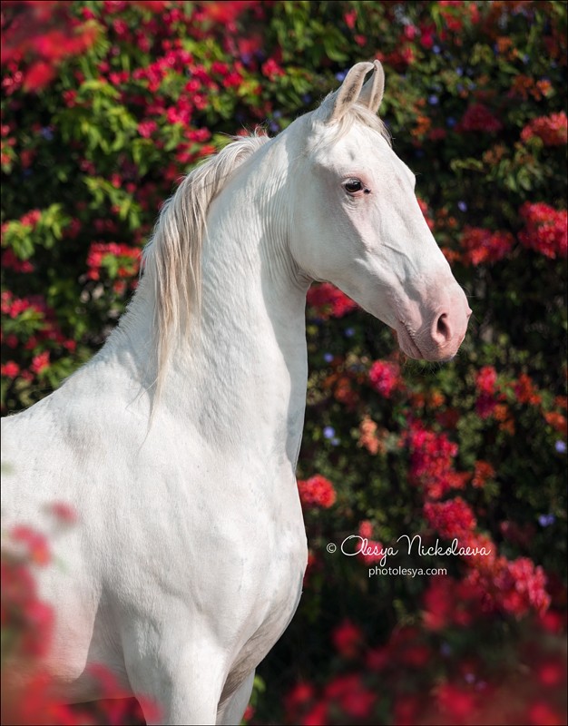 India - Marwari horses