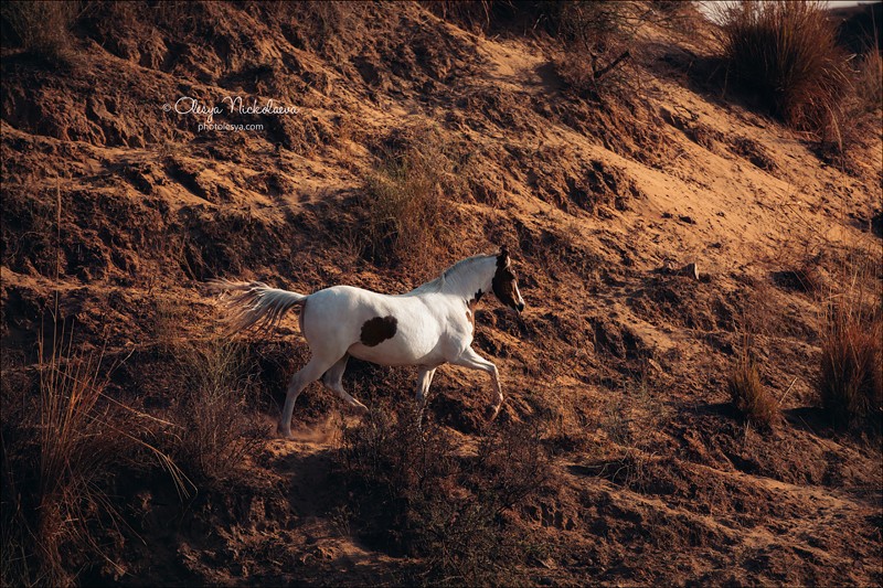 India - Marwari horses