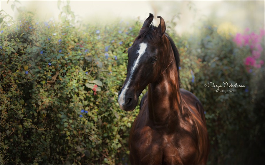 India - Marwari horses