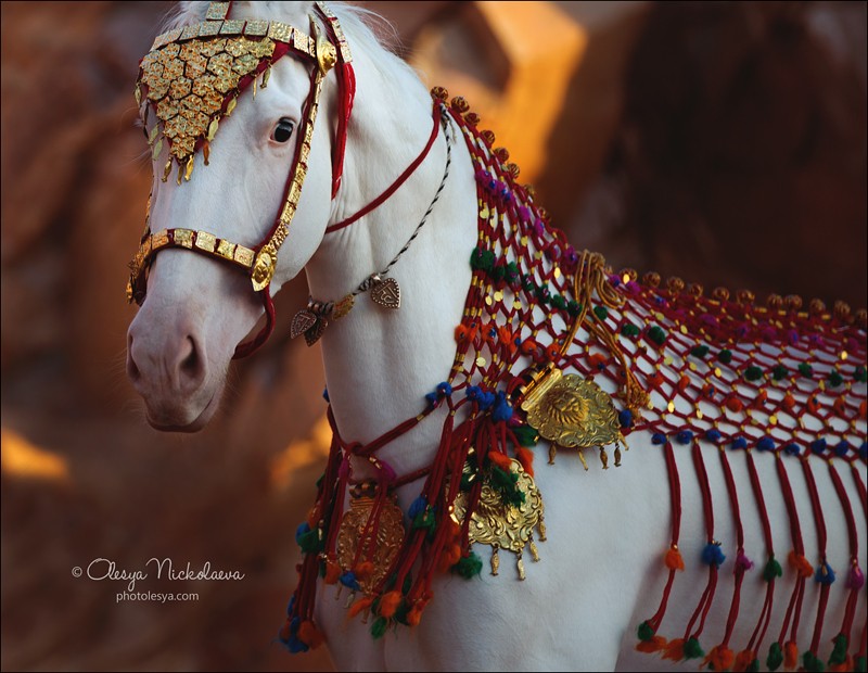 India - Marwari horses