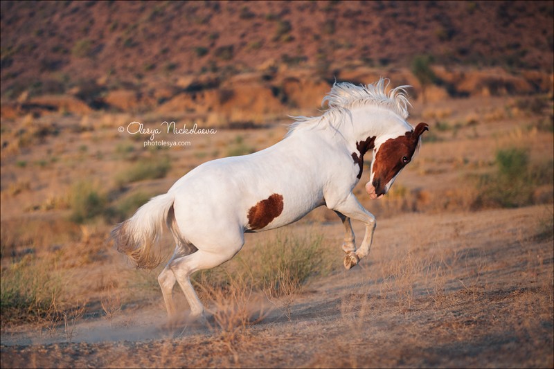 India - Marwari horses