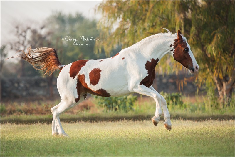 India - Marwari horses
