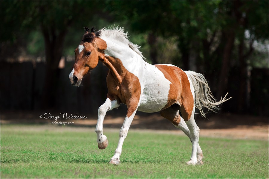India - Marwari horses