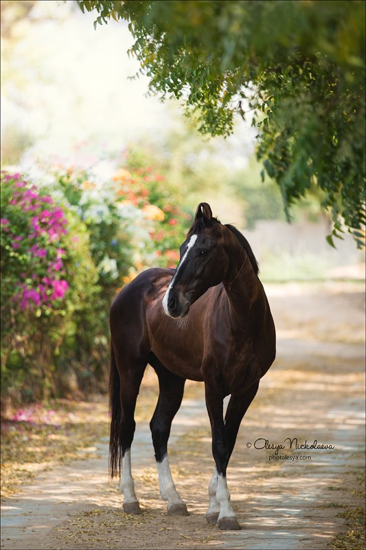 India - Marwari horses
