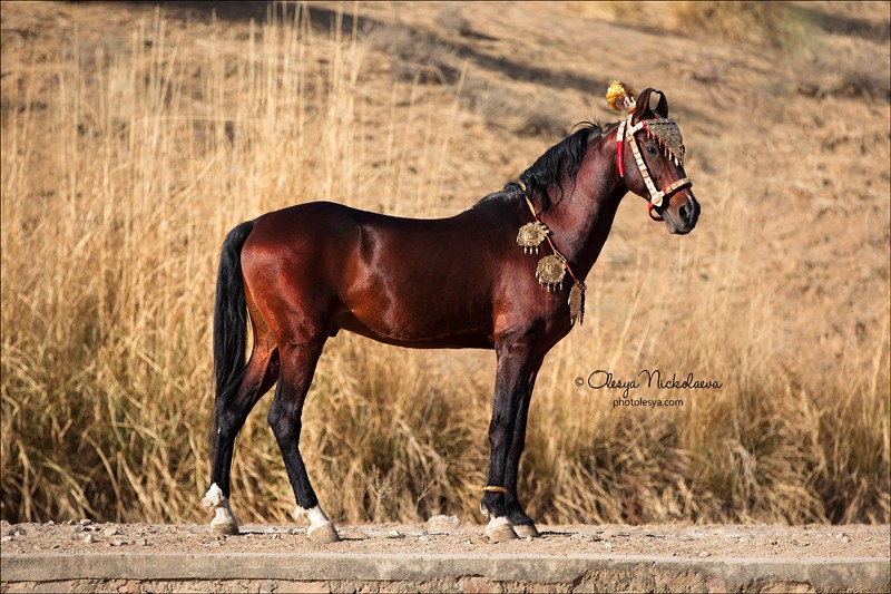 India - Marwari horses