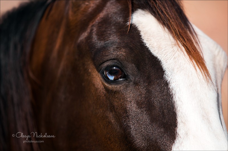 India - Marwari horses