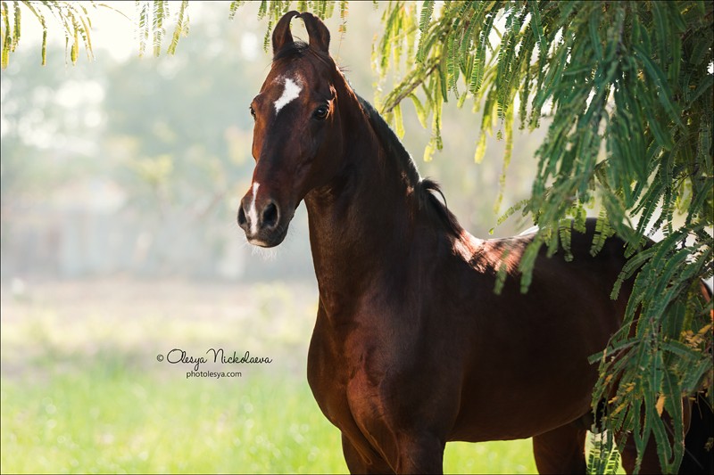India - Marwari horses