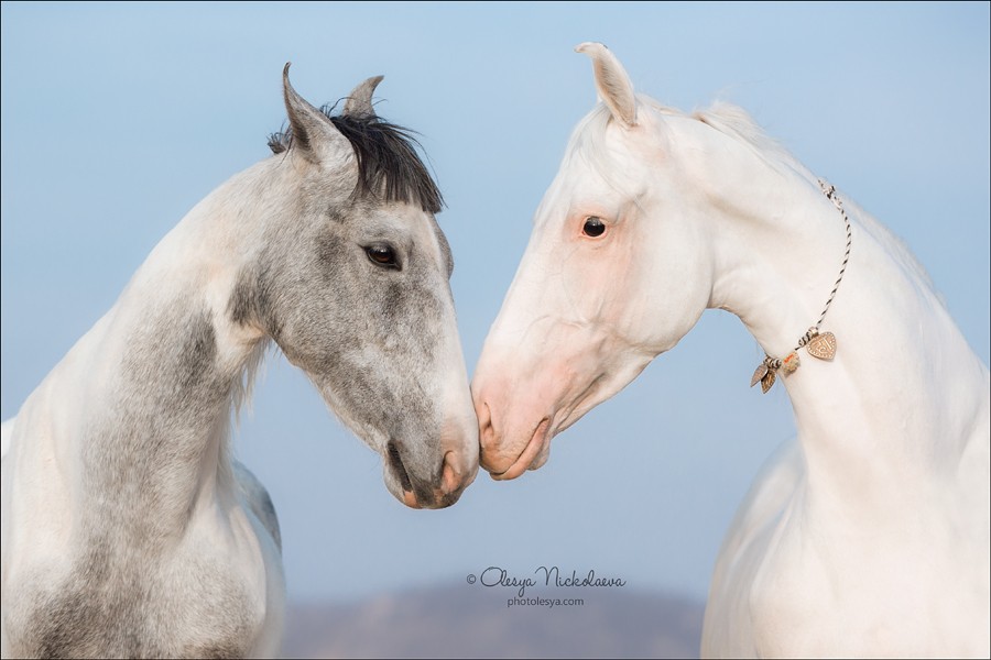 India - Marwari horses