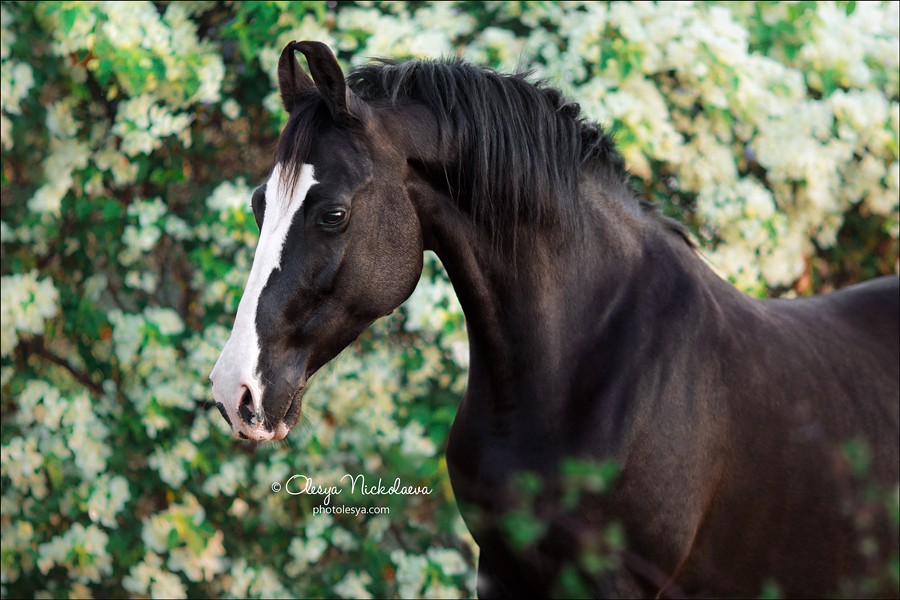India - Marwari horses
