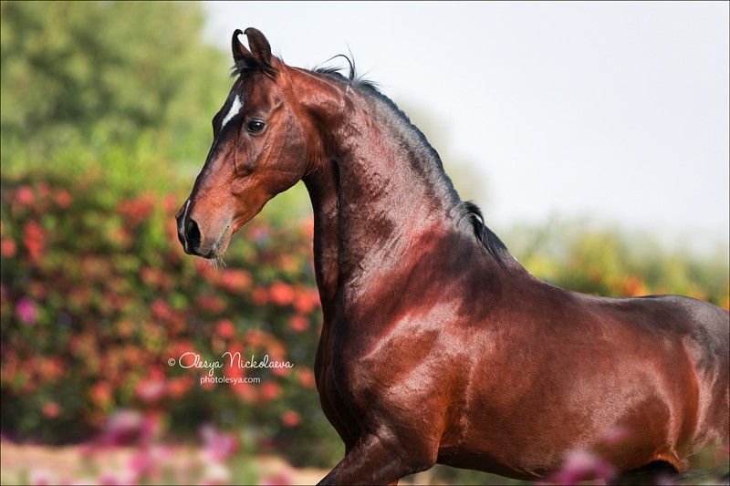 India - Marwari horses