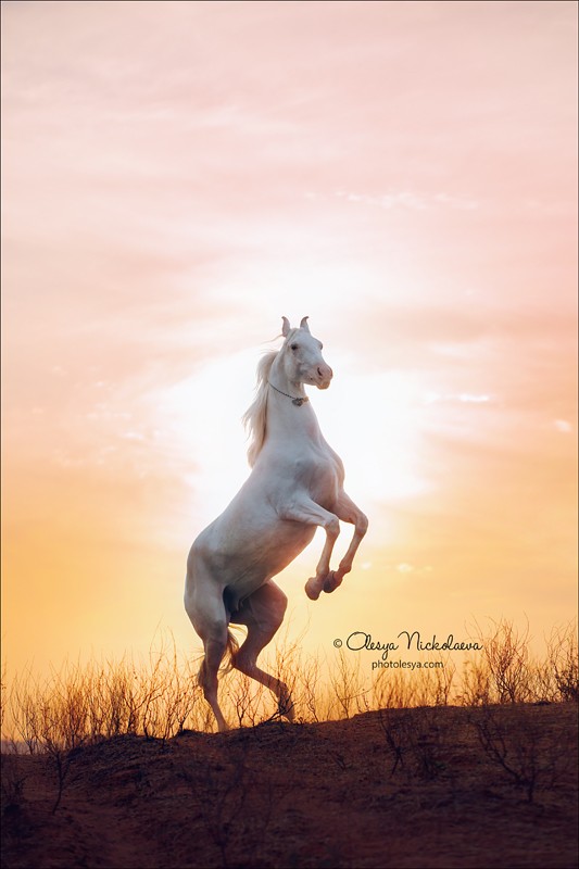 India - Marwari horses