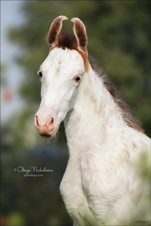 India - Marwari horses