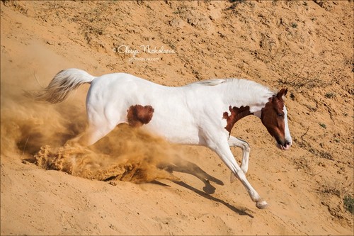 India - Marwari horses