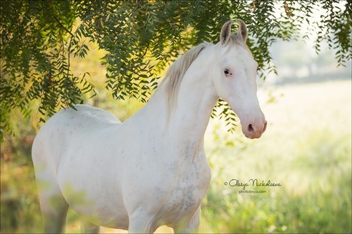India - Marwari horses