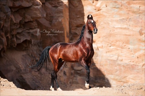 India - Marwari horses