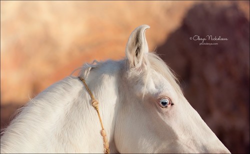 India - Marwari horses