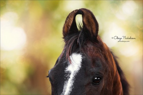 India - Marwari horses