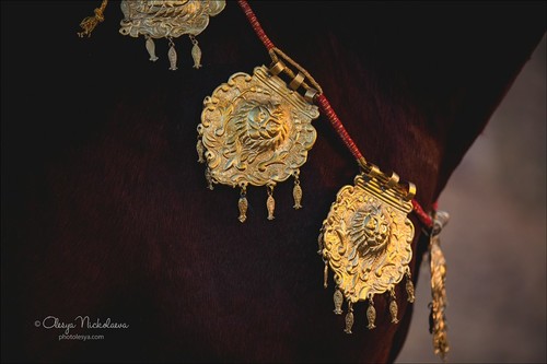 India - Marwari horses