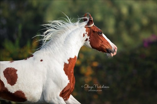 India - Marwari horses
