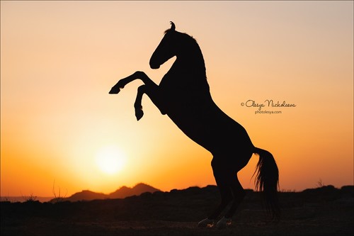 India - Marwari horses