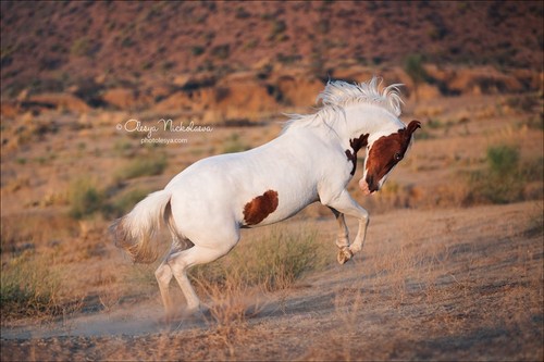 India - Marwari horses