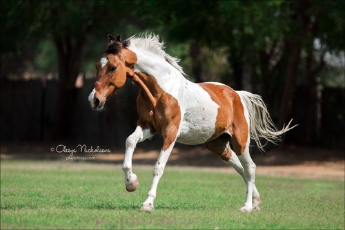 India - Marwari horses