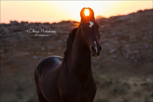 India - Marwari horses