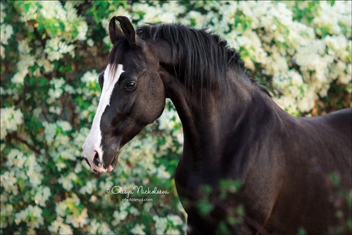India - Marwari horses