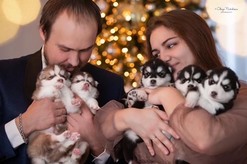 фотосессия с питомцем