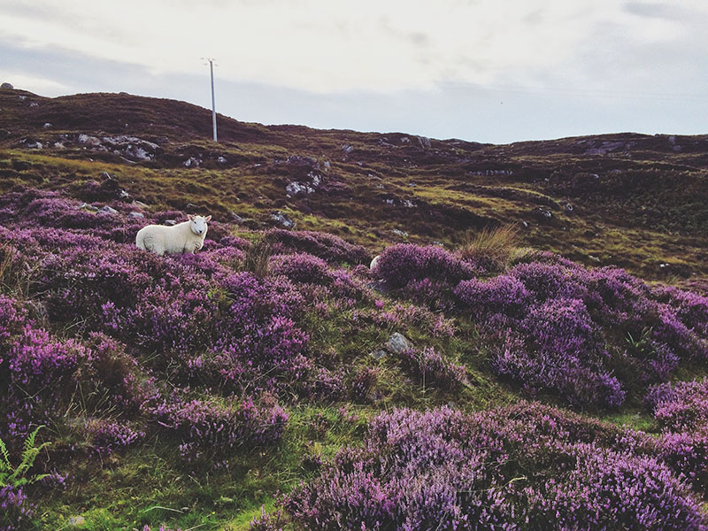 Scotland, Loch Torridon