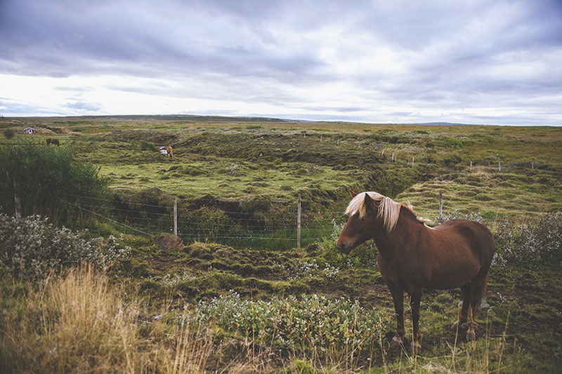 Iceland