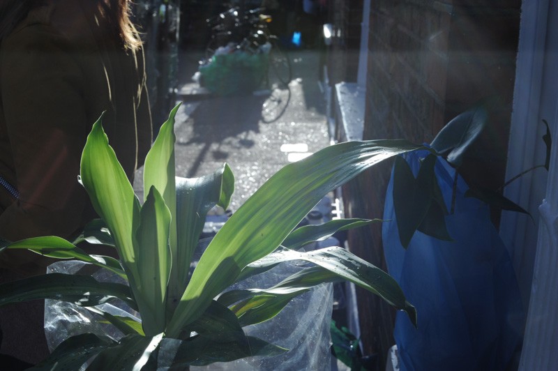 Columbia Road Flower Market