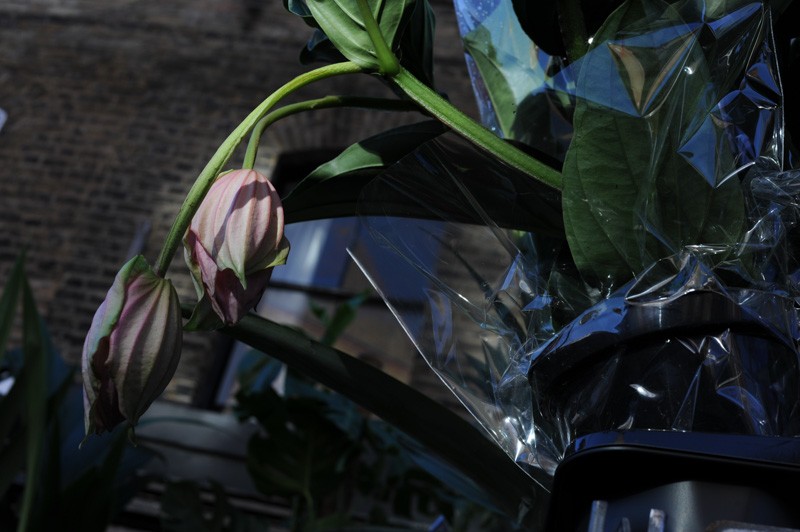 Columbia Road Flower Market