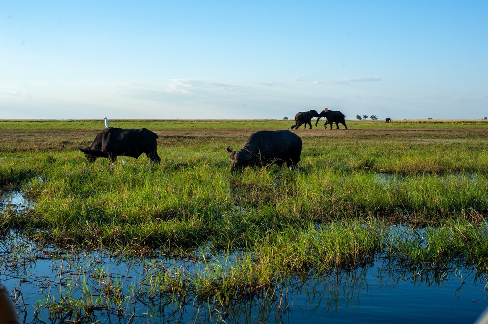 Africa